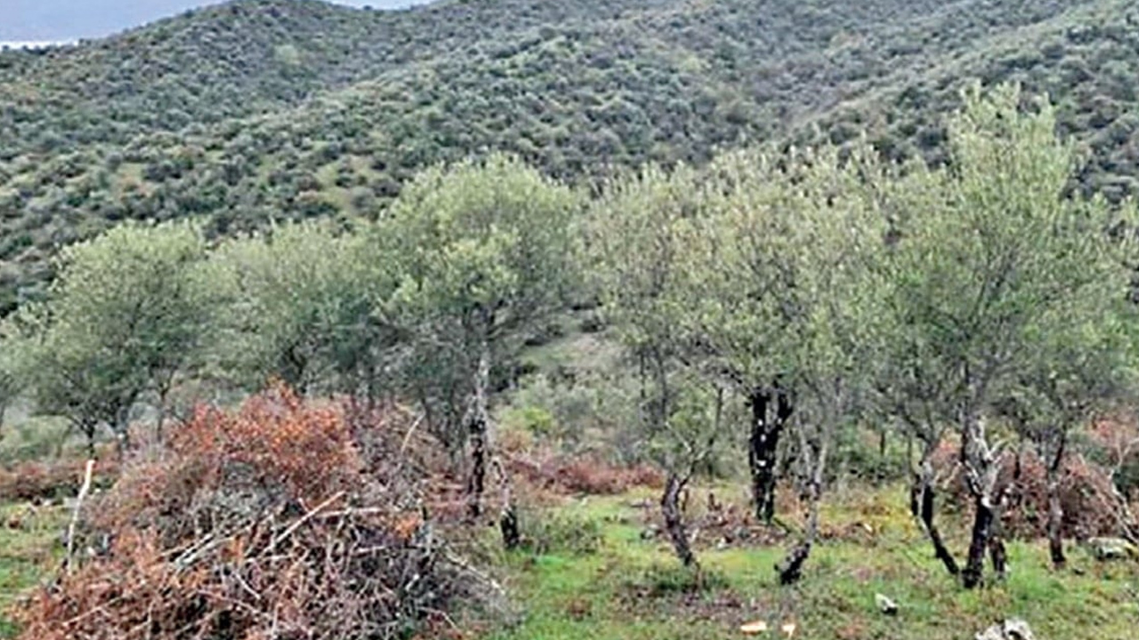 Ağaç-1