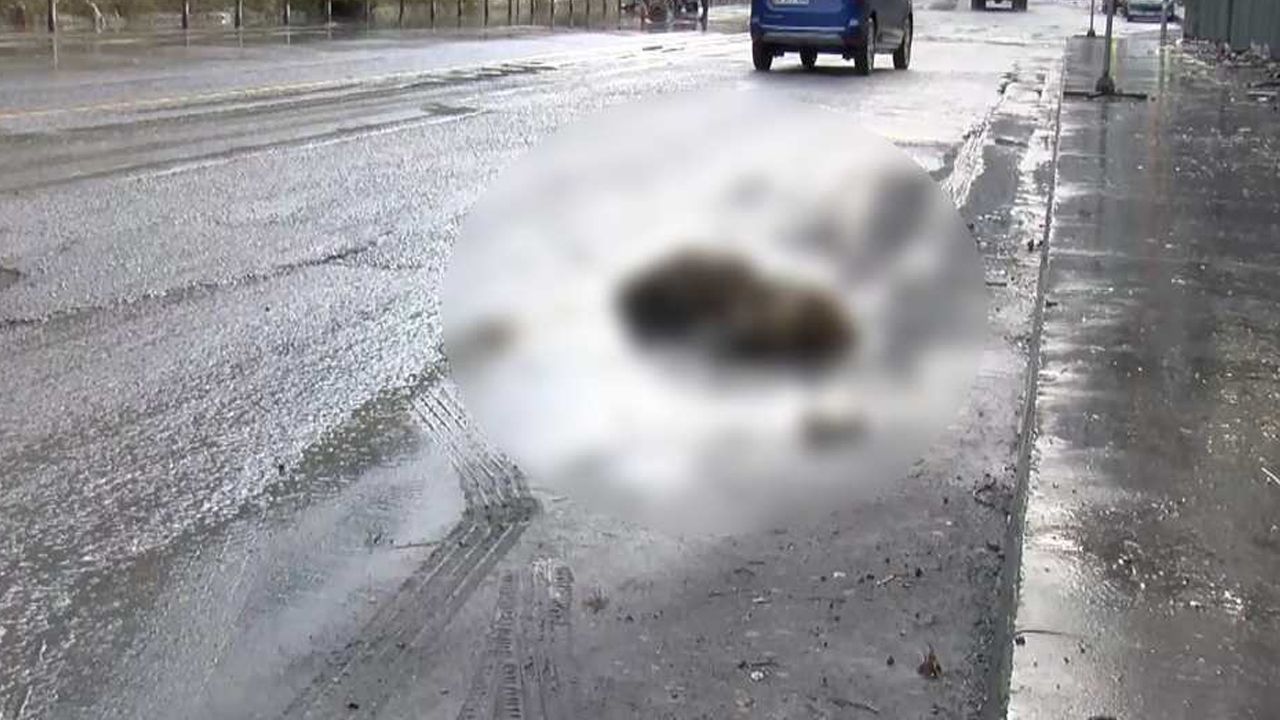 İstanbul'da bir domuz sel nedeniyle yolda boğuldu