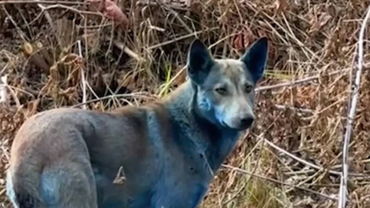 Çernobil’de sokak köpekleri maviye döndü…
