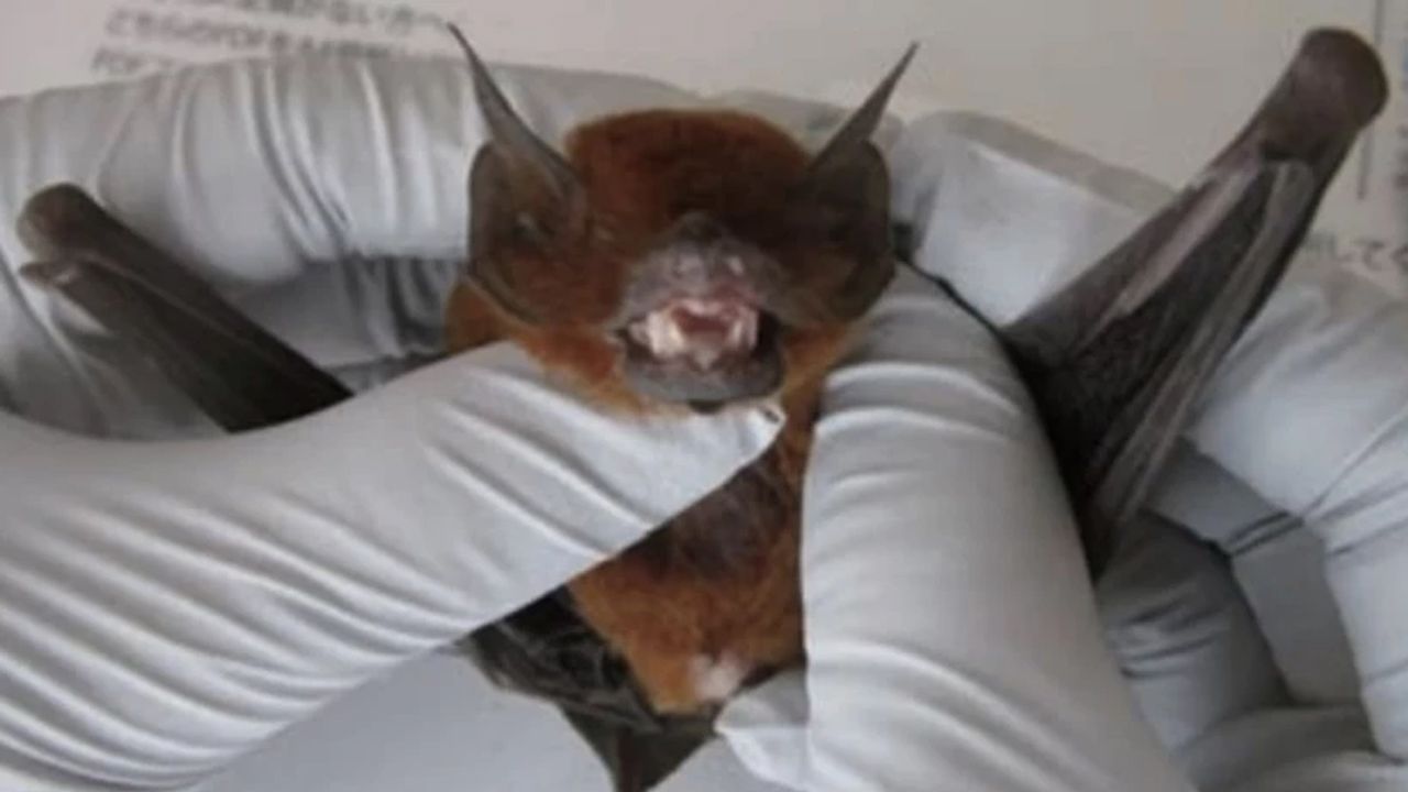 Covid-19 hortluyor mu? Sonuçlar, panik yarattı!