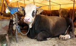 Şehir şehir kurbanlık fiyatları belli oldu: İşte yeni fiyat listesi!