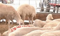 Kurban pazarında besiciden Et ve Süt Kurumu'nun verdiği fiyatlara tepki
