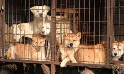 Güney Kore köpek etini yasakladı: Çiftlikte kalan köpekler bu kez de uyutulma riskiyle karşı karşıya