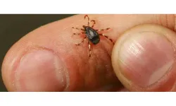 Keneyi kendi imkanlarıyla çıkarmak istedi, hayatına mal oldu!