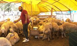 Kurban pazarını arife günü de hareketlendirmedi... Besiciler: “Kaç gündür umudumuzu bugüne bağladık"