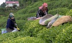 Kota çay üreticisini sefalete sürüklüyor!