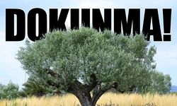 Zeytine 'süper izin' tehdidi: “Tek bir dalına dokundurtmayız!”