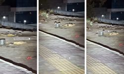 Esenyurt isyanda: Belediyeye atanan kayyum neden bir aydır farelere dokunmuyor?