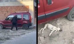 Sosyal medyada büyük tepki: Yavru köpeğe sopayla saldırı