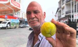 Bir adet incir 25 liradan satılıyor