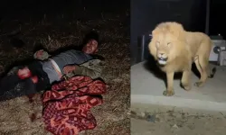 Hayvan parkından "aslan" kaçtı: Tarlada uyuyan çiftçiyi yaraladı
