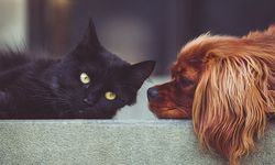 Köpeğinizi güneşten, kedinizi iştah düşüşünden koruyun: Yaz için beslenme ve bakım tüyoları…