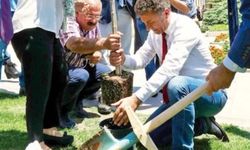 Meclis’te 8 yıl önce dikilen zeytin ağacı söküldü!