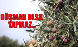 Zeytinliklere kıyacak maddeler teker teker geçiyor: TBMM'de ilk 4 madde kabul edildi