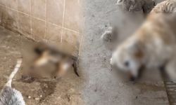 Barınaktaki köpekler aç ve susuz bırakıldığı iddialarına Valilikten açıklama geldi!