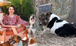 Ceylan Ertem, sahibinin mezarı başından ayrılmayan köpeği sahiplendi... Adı artık 'Heval'