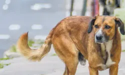 Komşusunun köpeğini öldürdü, "hayvana eziyet" suçundan tutuklandı