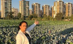 CHP Adana Milletvekili Müzeyyen Şevkin, Çukurova bölgesindeki kuraklığa dikkat çekti...