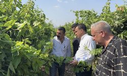 CHP Manisa Milletvekili Başevirgen, üzüm üreticisinin sorunlarını dile getirdi...