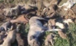 Onlarca köpeği diri diri gömmüşlerdi! Osmaniye barınağında bir vahşet daha…