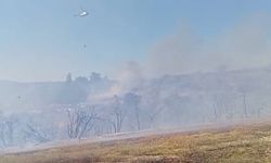Anız yangını zeytinliklere sıçradı