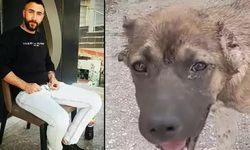 Köpeğin kulağını kesip, işkence yapan cani tutuklandı!