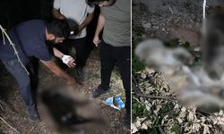 Ormanlık alanda köpek cesetleri bulundu