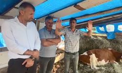 Hayvancılığı şap vurdu: ‘Ardahan afet bölgesi ilan edilsin’