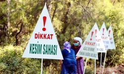 Orman katliamına vize… Maden şirketleri daha çok orman kesebilecek!
