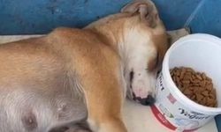 Mahallenin köpeğini kaçırdılar, köpek bulunamadan serbest bırakıldılar!