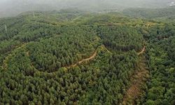 Erdoğan, Samsun ve Zonguldak’ta bazı alanları orman sınırları dışına çıkardı