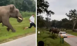 Yasaklı bölgeye girdi, filin altında ezildi!