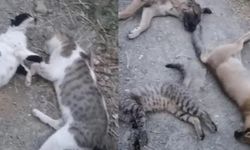 Yüksekova'da vahşet! Sokakta ne kadar hayvan varsa öldürmüşler…