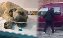 İşkenceye maruz kalan yavru köpek “Mucize’den” iyi haber…