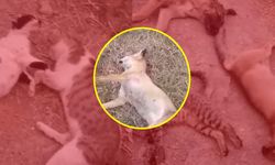 Yüksekova'da korkunç görüntüler! 10 köpek, 5 kedi ve 3 tilki katledildi