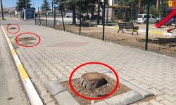 Yarım asırlık ağaçlar kesildi... Birbirlerini suçladılar
