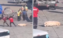 Ayağı kırık köpeği yerde sürüklemişlerdi: Ölen köpekle ilgili skandal bir iddia ortaya çıktı