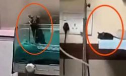Devlet hastanesinde fare ısırıklarıyla iki bebek hayatını kaybetti!