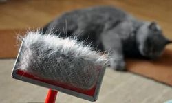 'Kedi tüyü akciğere kaçar, kanser yapar' iddiası gerçek mi? Uzmanından yanıt geldi