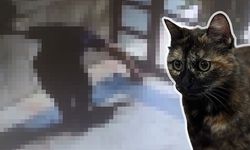 Kedi "Cezve"yi öldüren Burak Alan'ın yargılanması başladı!