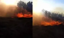 Bursa'da otluk alanda çıkan yangın ormana sıçradı