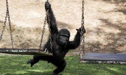 Nijerya'dan Türkiye'ye "Zeytin" tepkisi: Türk hükümetinin yaptığı şeyde hiçbir mantık yok