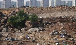 Belediyenin yeşil alan için ektiği 120 ağaç kimliği belirsiz kişiler tarafından kesildi