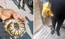 Konya’da şaşırtan olay! Asayiş kontrolünde cebinden yavru piton çıktı