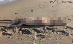 Çıplak erkek cesedi sahile vurdu!