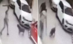 Köpeği kemerle döven şahıs gözaltına alındı!