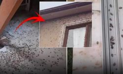 Bakanlık, çocuklara toplatacaktı… Kokarca Böceği tüm Türkiye'de yayılıyor!