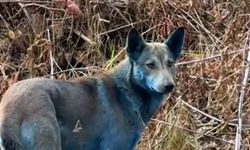 Çernobil’de sokak köpekleri maviye döndü…