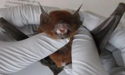 Covid-19 hortluyor mu? Sonuçlar, panik yarattı!