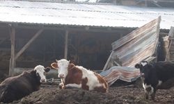 22 bölge karantinaya alındı